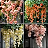 Weeping Begonia Seeds, Cascading Hanging Flowers, 150+ Seeds, for Garden, Outdoor and Indoor Baskets