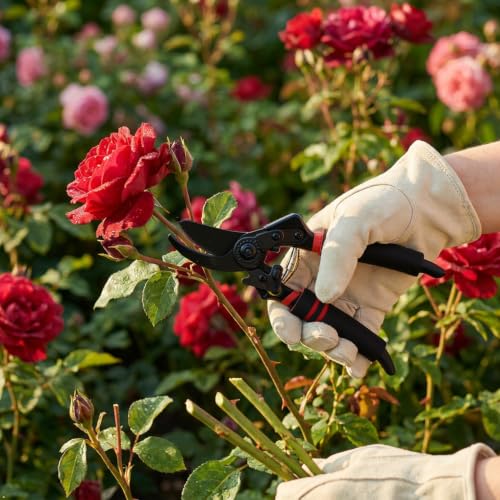 Image of Ultra Sharp Germany Titanium Steel Pruning Shears - Cuts 3X Easier
