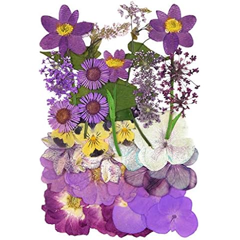 Natural Dried Flowers Mixed Multi-Color Pressed Flower Mini Rose Hydrangea Daisy for Art Craft DIY Resin Nail Art Floral Decors (Purple) Cover