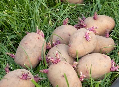 Amazon.co.jp: 種芋 ノーザンルビー じゃがいも 2kg Sサイズ以上