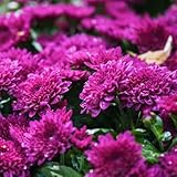 Chrysanthemum Plants Live Tree Well Rooted, 4 to 6 Inches Tall, Mums Plants Live, 2 Plants for The Patio and Garden (Purple)
