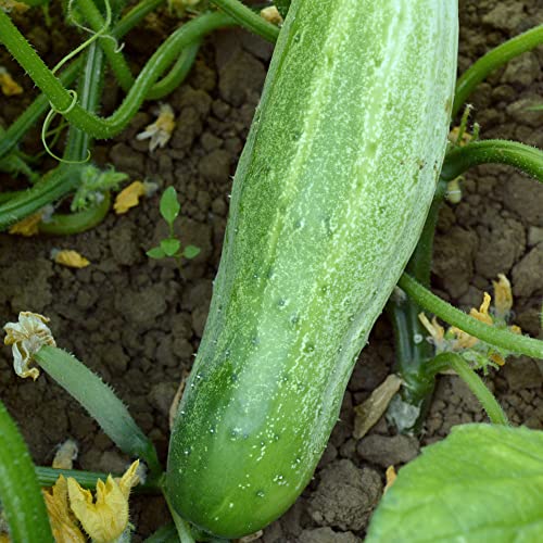 Garden Bush Slicer F1 Hybrid Cucumber Seeds - 3 g Packet ~100 Seeds - Non-GMO, F1 Hybrid - Vegetable Garden - Cucumis sativus
