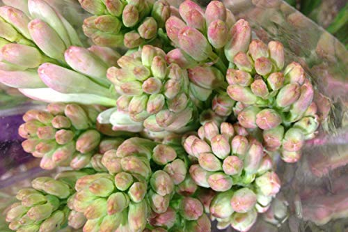Image of Live Green Flower Bulb Tuberose /Rajnigandha Single /Double Petal Fragrance For Home Gardening (Double Petal 10 Flower Bulbs Pack)