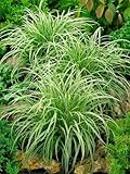 PlantaPro