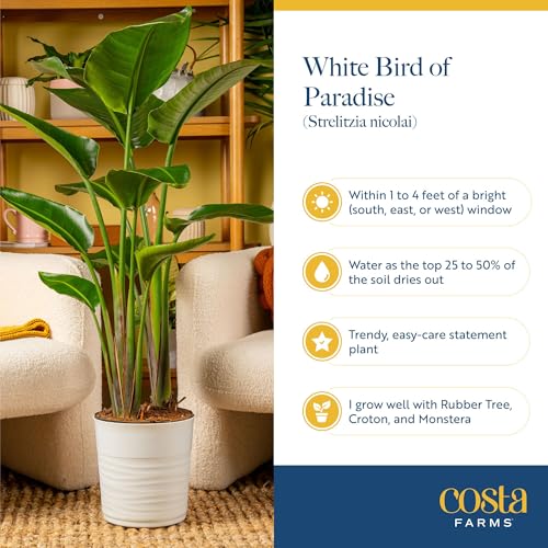 Costa Farms White Bird of Paradise Live Plant in Plastic Pot, Large Indoor Houseplant, Perfect for Home, Room, or Office Decor, Great House Warming or Birthday Gift, 3-4 Feet Tall - Image 7