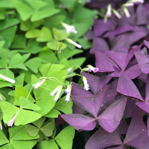 Carbeth Plants Oxalis Indoor Plant 3 x 12cm Pot - Mixed Colourful False Shamrock Easy Care Indoor Houseplant - Delicate Flowering Foliage House Plant for Bright Rooms & Windowsills