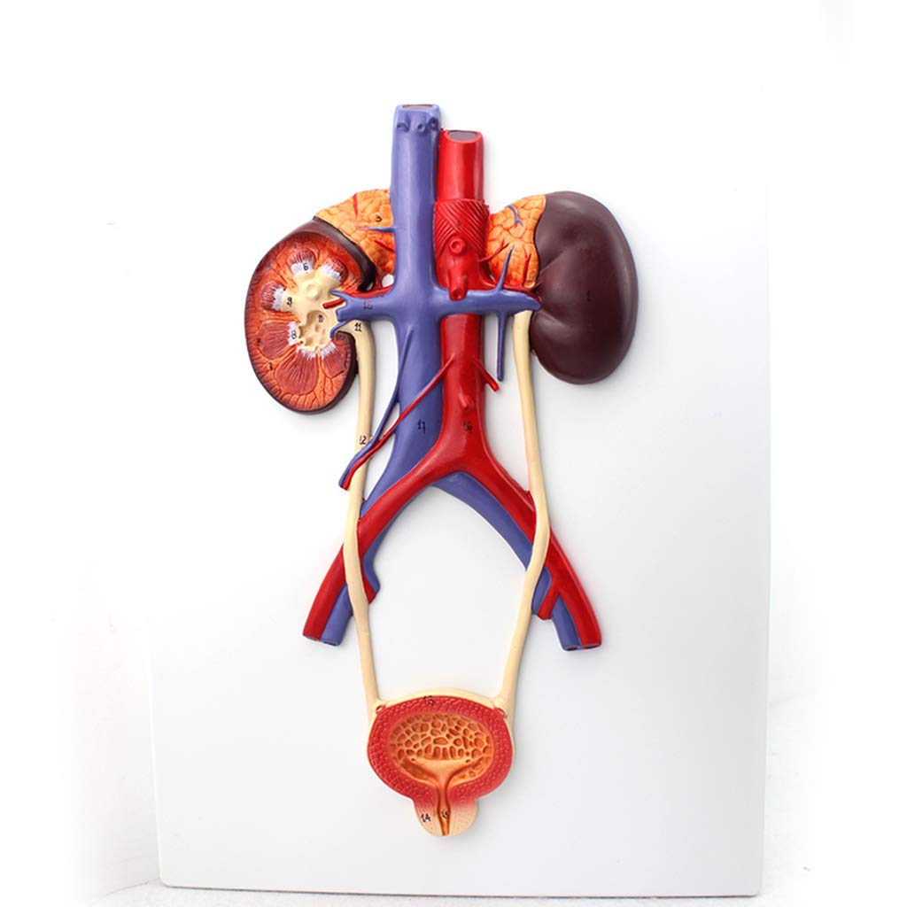 Model Układu Moczowego, Model Człowieka, Anatomiczny Ludzki Układ Moczowy Materia PVC Narzędzie Dydaktyczne Zestawy Naukowe, Materiały Laboratoryjne