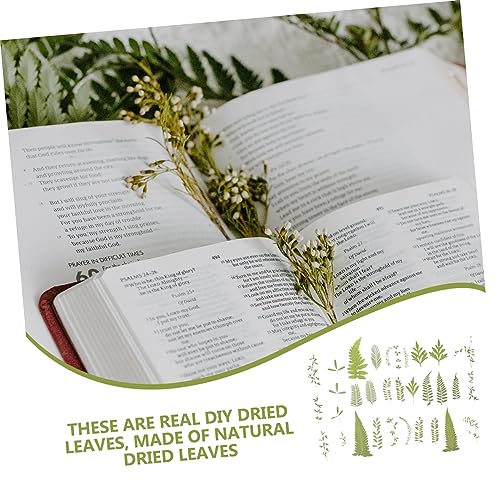 Hohopeti 1 Conjunto De Espécimes De Plantas Prensadas Folhas De Herbário Flores Secas Para Resina Fl