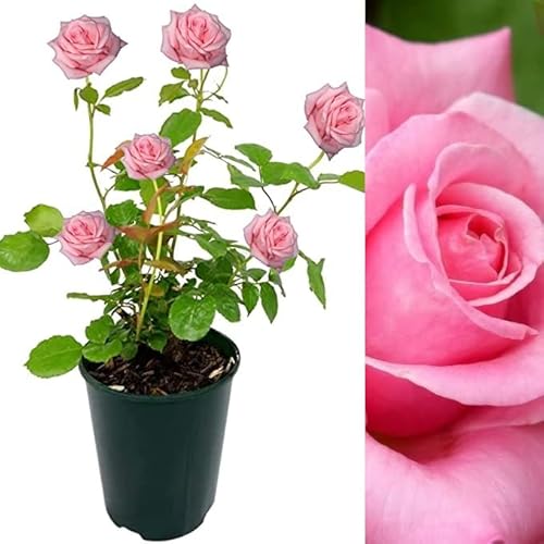 Rose Bush Prima Ballerina - Floribunda Pink Rose Bush for The Garden in a 3 Litre Pot (1 Plant)