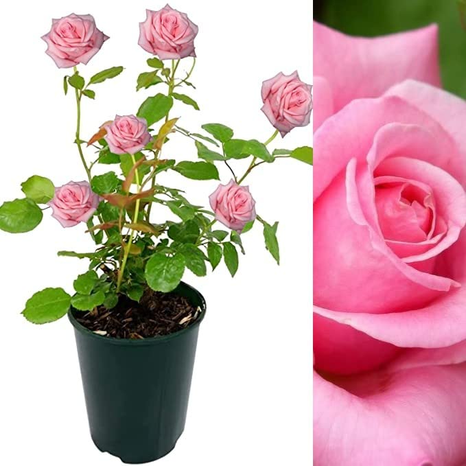 Carbeth Plants Prima Ballerina Rose Bush in 3L Pot - Floribunda Pink Rose