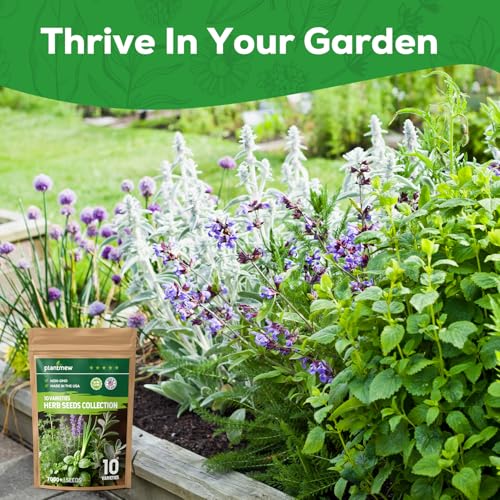 PLANTMEW 10 Herb Seeds Variety Pack - 7,000+ Heirloom Non-GMO Seeds - Basil, Cilantro, Lavender, Parsley, Dill, Thyme, Chives, Oregano, Sage, Herb Garden Kit for Planting Home Garden, Gardening Gift - Image 5