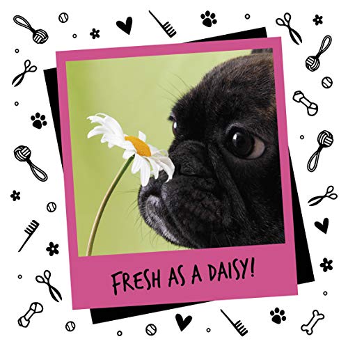 Baby fresh dog spray Clearance