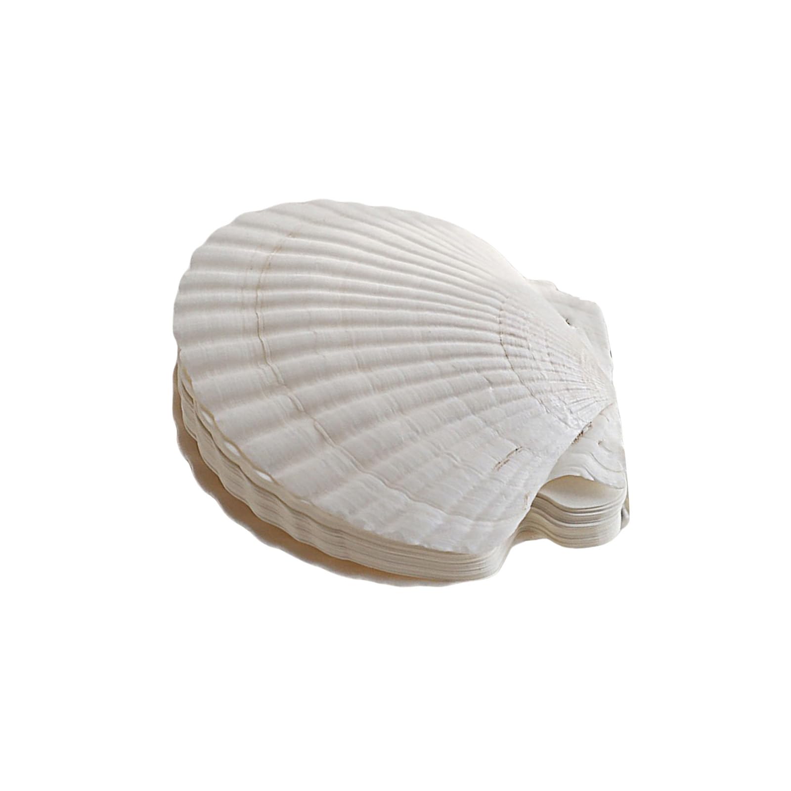 Tsophreniq Stationery Notebook Natural Shell Shape Binder Notepads Refillable Notebook Journal Notepads School Supplies Travel Shell Journal