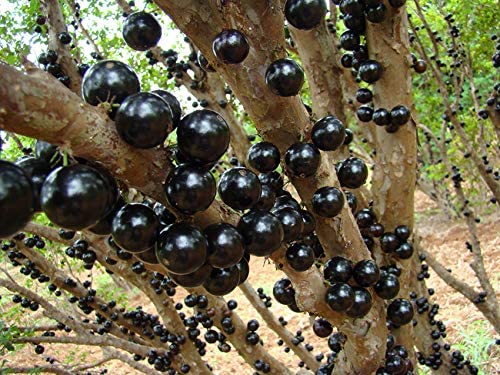 Mphmi Live Plants Nursery Garden Fruit Plant Jabuticaba Plinia cauliflora Brazilian Grape Tree Exotic Fruit 1 Helathy Live Plant (B0BVHRT4XX) Amazon Price History, Amazon Price Tracker