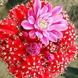 Saterkali Sukkulentenkaktussamen, 100 Stück, Sukkulenten, Kaktussamen, Zuhause, Büro, Balkon, Bonsai, Ornament, Dekor 2# Sukkulentensamen