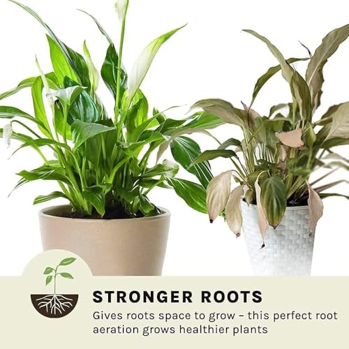 Image of Amazon Brand - Nalla Cocopeat Block 5 Kgs for All Seeds & Plants, Vegetable Garden, Indoor & Outdoor, Home and Terrace Gardening Expands Upto 75 litres Export Quality