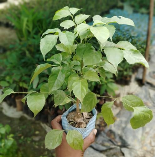 Image of plants (China Doll Live Plant (Radermachera sinica) - Lush Indoor Tree for Home & Office Decor - Air Purifying Plant - (Pack of 1))