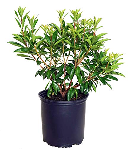 Kalmia lat. Carousel (Mountain Laurel) Evergreen white flowers with burgundy #3 - Size Container