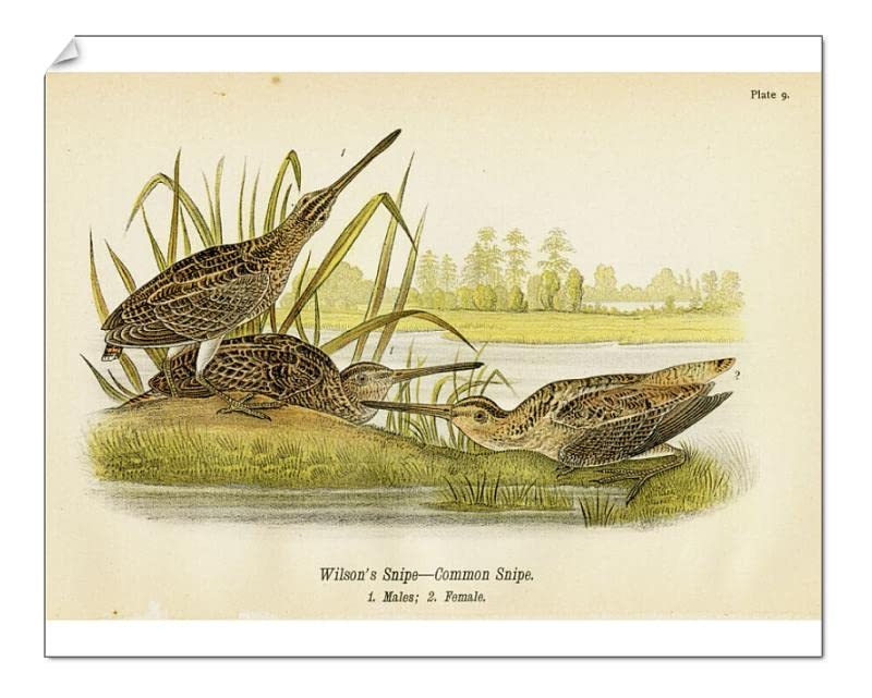 Media Storehouse 10x8 Print of Snipe bird lithograph 1890 (13610003)