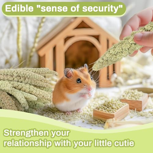 Sukh Hamster Millet Sprays - 30Pcs Natural Millets 12.6In Hamster Bedding Decor Cages and Habitats Accessories Spray for Dwarf Syrian Hamsters Chinchilla Squirrel and Birds - Image 4