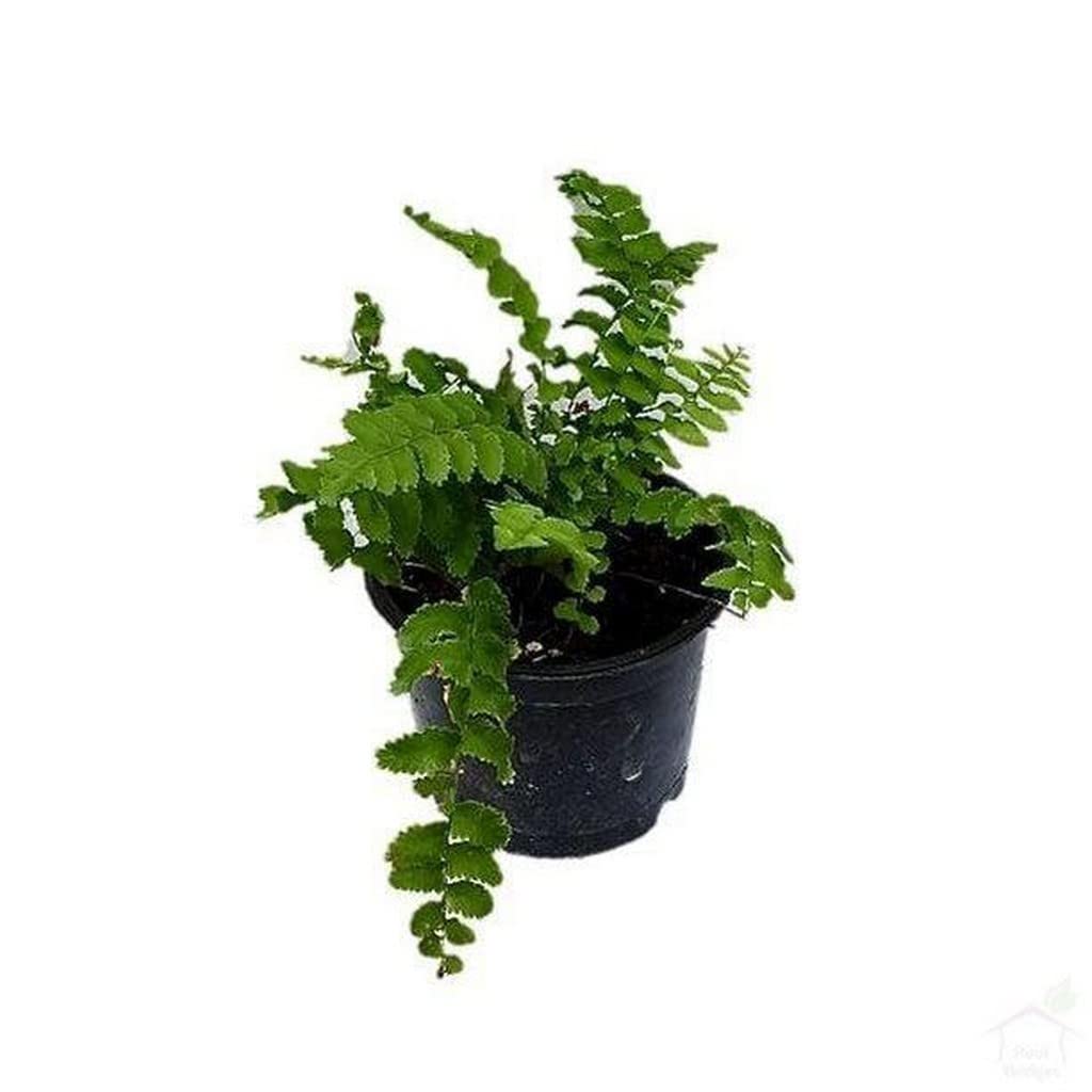 Creative Farmer Garden Plant Pom Fern, 10 Cm Pot Succlent For Terrarium (Home Gardening Healthy Live Plant) (B09TY2KLNF) Amazon Price History, Amazon Price Tracker