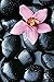 Produktbild 1art1 Die Natur - Orchidee Und Schwarze Steine 1-Teilig Fototapete Poster-Tapete 175 x 115 cm