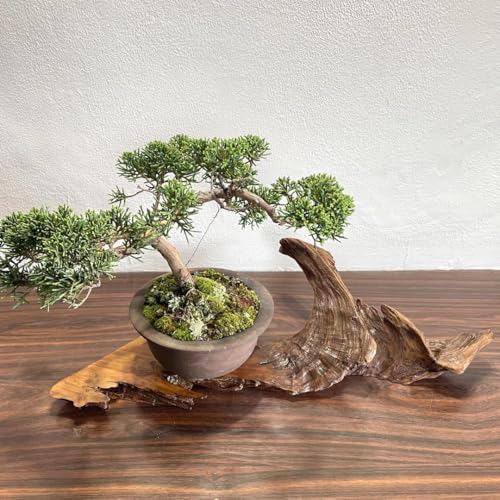 インテリア装飾 自然の形状 木アート流木オブジェ 高さ50cm 流木