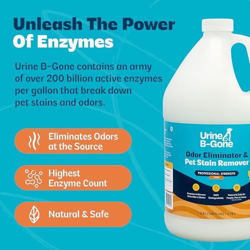 Image of Urine B-Gone, Professional Enzyme Odor Eliminator & Pet Stain Remover, Human, Cat & Dog Urine Cleaner, Effective on Laundry, Carpets & More, Citrus Scent, 1 Gallon (Pack of 2)