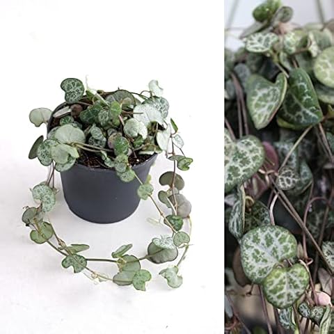 Ceropegia woodii - String of Hearts Plant Cover