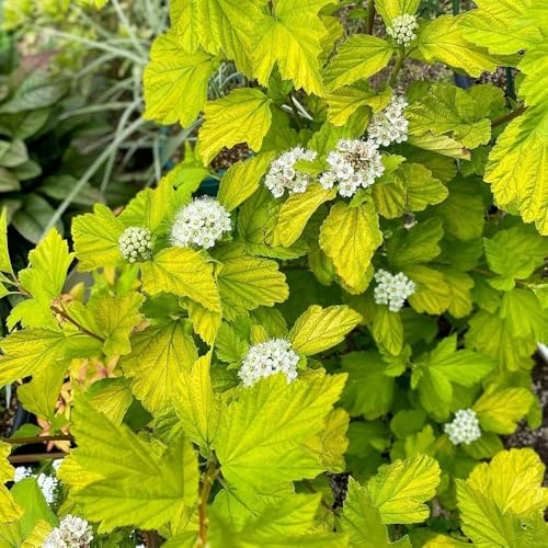 Semi di euforbia del fagiano, da balcone Semi di Physocarpus amurensis, da esterno resistenti ombra resistenti al giardino giardino esterno arbusti a crescita rapida 300pcs