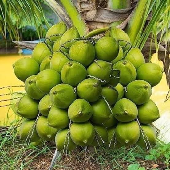 LIVE COCONUT PLANT | HYBRID OR VARIEGATED | BEST FOR YOUR HOME GARDEN AND LANDSCAPING AREA | FRUIT AFTER 9-12 MONTHS | HIGH LEVEL FRUIT QUALITY-image-3