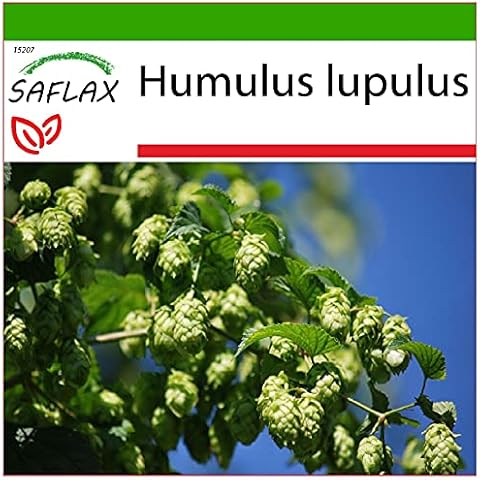 SAFLAX - Common Hop - 50 Seeds - with Soil - Humulus lupulus Cover