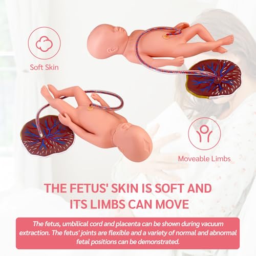 Image of Advanced Midwifery Training Childbirth Simulator, Life Size Gynecology Maternity Teaching Model Includes Models of Baby Uterus Amniotic Sac Pelvis and Placenta Umbilical for Medical Pratice Training