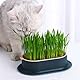 FENGQQKJ 3 Stück Katzengras Pflanzgefäß Katzenminze Katzengras Box Hydrokultur Katzengras Box Katzengras Tablett Katzengras Behälter Katzengras für Zimmerkatzen zum Pflanzen von Katzengras