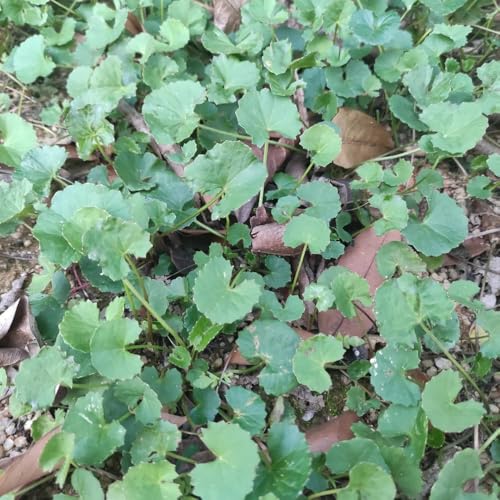 Semillas de centella asiática, semillas de jardín de rocas resistentes Balcón con parterre de exóticas 500pcs