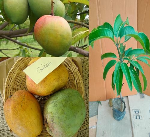 Image of Graham Mango Fruit After 1-2 Years Hybrid 1 Healthy Live Plant (Grafted Plant, 2-3 Feet Height) PB 47