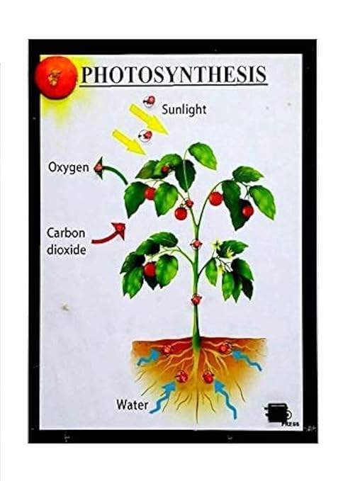 Educational Photosynthesis Science Kit for Students Ages 8+ School Science Project-image-37