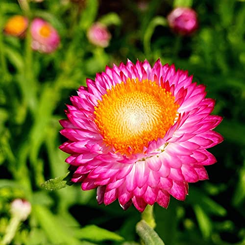 400 Strohblumen Samen Helichrysum winterfeste pflanzen für balkon kletterpflanzen winterhart schnellwachsend winterharte balkonpflanzen gartenpflanze biosaatgut – Bild 3
