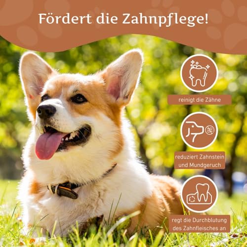 Wildfang® Kaffeeholz für Hunde – natürliches, unzerstörbares Kauspielzeug aus Kauholz für Aggressive Kauer & Welpen im Zahnwechsel, Zahnpflege Spielzeug Hund, Größe XS (unter 10 kg)