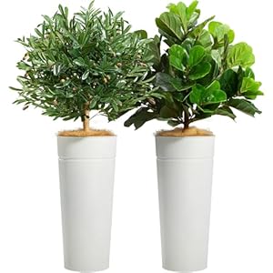 KOL 4.2FT Artificial Olive Tree & A...