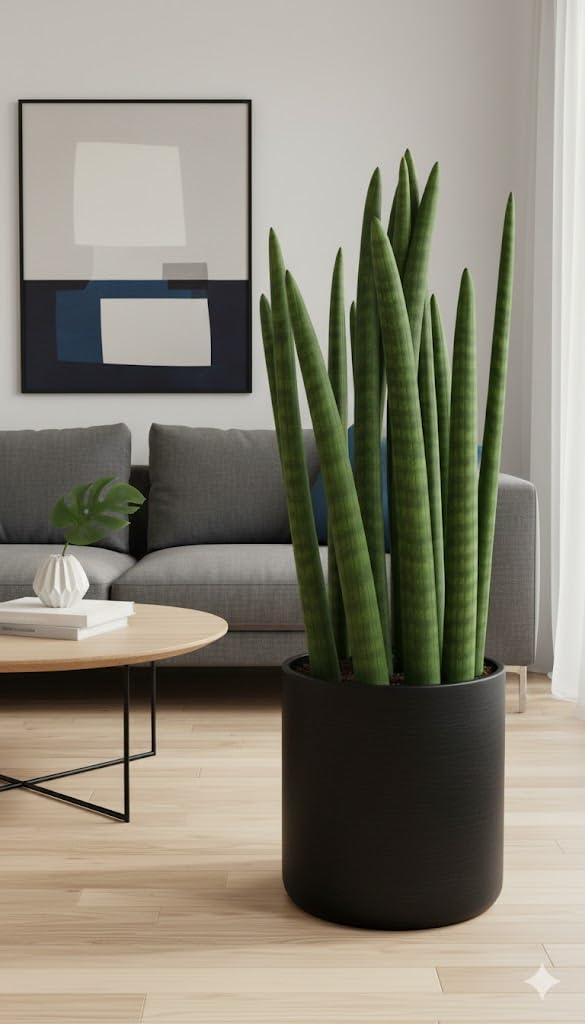 Sansevieria cylindrica,Bogenhanf,luftreinigend, XXL Zimmerpflanze,ca.55cm hoch