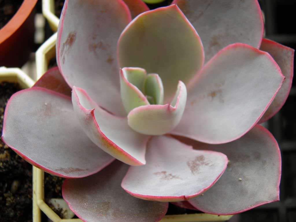 Germany Mixed ECHEVERIA laui 3 Types Mixed Cactus Seeds 20pcs/Pack