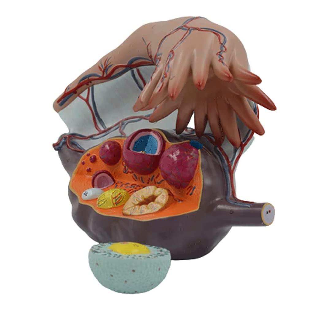 GTHTUHFD Skeleton Model 3 Parts Human Body Model 5X Enlarged Human Ovarian Model Human Organ Model For Teaching Learning Human Anatomy Model