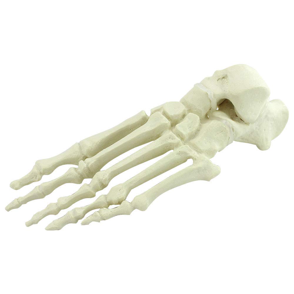 Sjdopulse Foot Bone Model - Human Bone Skeleton Model - Human Foot Joint Anatomy Model Orthopedic Implant Model - Orthopedics Foot Cortical Bone Cancellous Foot Bone Model