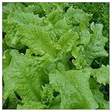 Everwilde Farms - 1 Oz Organic Black Seeded Simpson Leaf Lettuce Seeds - Gold Vault Packet