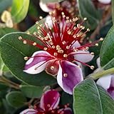 YouGarden Pineapple Guava, ACCA Selloweana, Established Fruit Tree in 3 Litre Pot, Grow Your Own Edible Fruit, for Gardens or Patios, Hardy Feijoa Trees