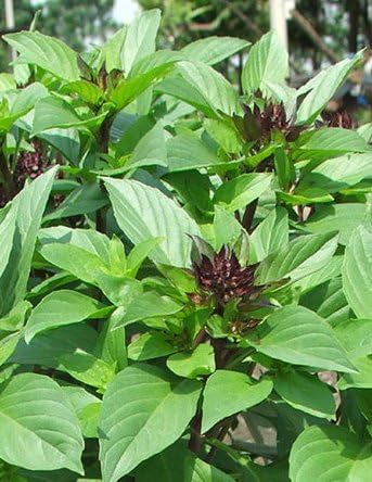 1000+ Sweet Basil Vegetable Seed for Thai Food
