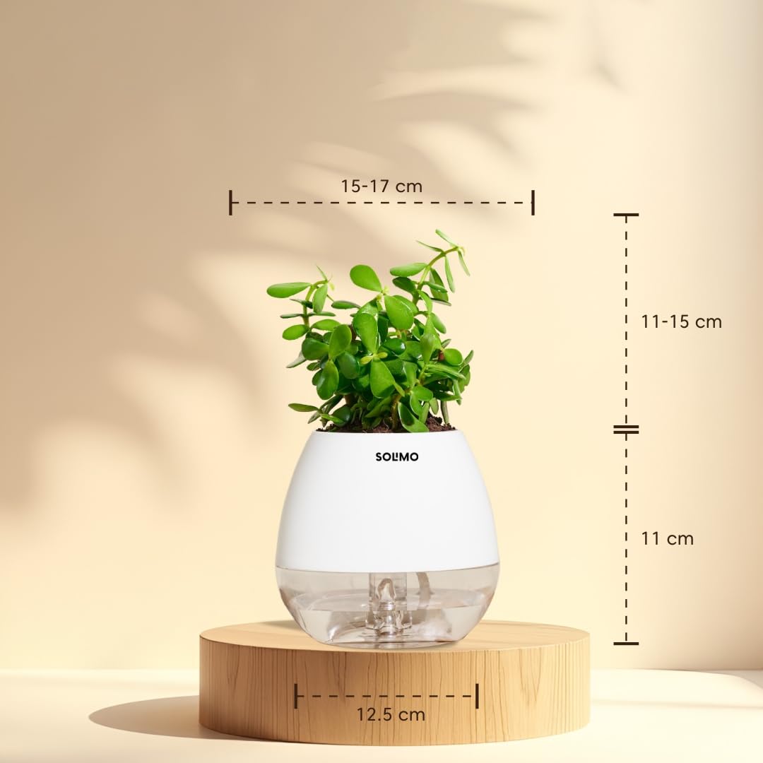 Amazon Brand – Solimo Jade with Self-Watering Pot | Indoor Plant in White Planter | Low Maintenance, Air-Purifying & Gift-Ready | Pot Size: 11X12.5cm - Image 3 thumbnail