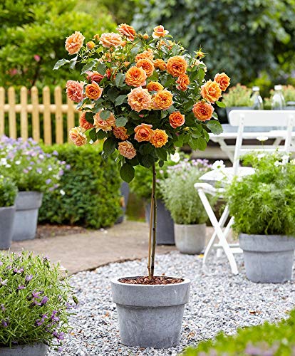 Aiden Gardens Rare Tree Roses Bright Orange Hybrid Rosa Multiflora 1 Grafted Healthy live plant (B093PMV5KW) Amazon Price History, Amazon Price Tracker