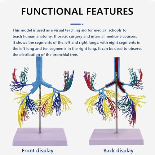 Modèle d'arbre bronchique pour réviser l'anatomie respiratoire
